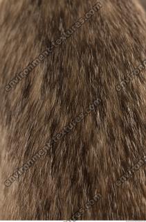 photo texture of fur 0007